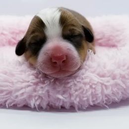 American Corgi and Pembroke Welsh Corgi Puppies from Whimsical Treasure Corgis