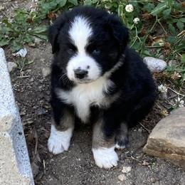 Miniature Australian Shepherd Puppies from L/N’s Bunkhouse