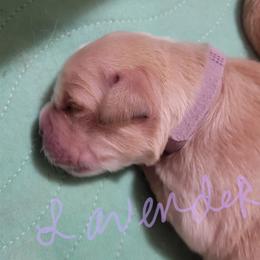 Lavendar collar - Light golden female Golden Retriever puppy in Brush Prairie, Washington from Paradise Peaks
