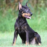 Adeline 5350 - Black and rust female Beauceron puppy in Rockwall, Texas from Elitehaus