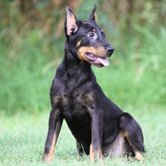 Adeline 5350 - Black and rust female Beauceron puppy in Rockwall, Texas from Elitehaus