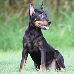 Adeline 5350 - Black and rust female Beauceron puppy in Rockwall, Texas from Elitehaus