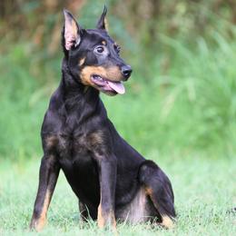 Adeline 5350 - Black and rust female Beauceron puppy in Rockwall, Texas from Elitehaus