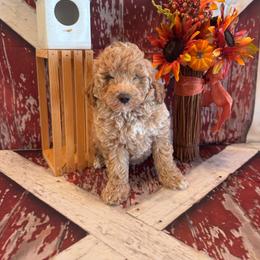 James - Apricot male Goldendoodle puppy in Bucyrus, Missouri from Hill Top Pomskies