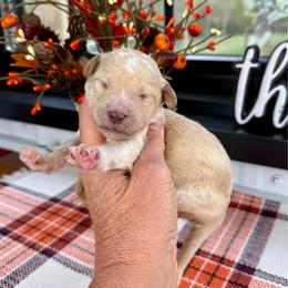 Matthew - Apricot male Pyredoodle puppy in Bowling Green, Ohio from FDF Pyredoodles & Bernedoodles