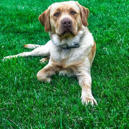 Creek - Labrador Retriever