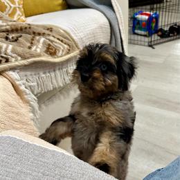 Ivy Lambsie - Blue merle female Aussiedoodle puppy in Charlestown, Indiana from Forever Aussies and A Doodle