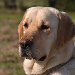 Jade - Labrador Retriever