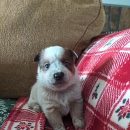 Colt - Red speckled male Australian Cattle Dog puppy in Mena, Arkansas from Red Desert Australian Cattle Dogs