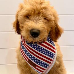 Red Collar Boy - Red  male Goldendoodle puppy in San Augustine, Texas from Vintage Doodles