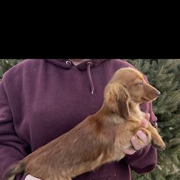 Rose - Dachshund