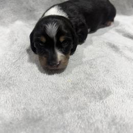 Berry - Piebald male Dachshund puppy in Mansfield, Missouri from Owens Farm