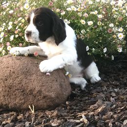 Vesper - English Springer Spaniel puppy in California from Alerion English Springer Spaniels