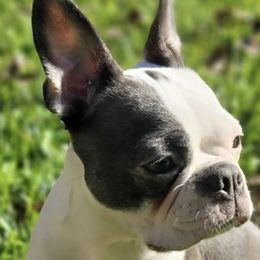 Boston Terriers from Cristi's Favorite Bostons