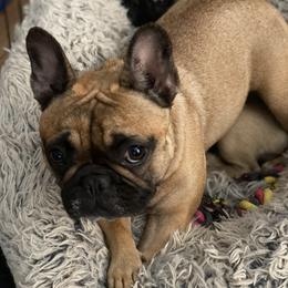 N/A - French Bulldog