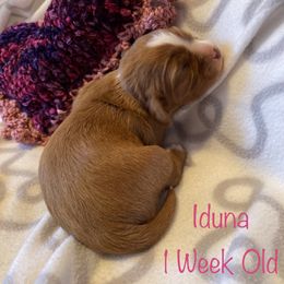 Cavalier King Charles Spaniel Puppies from M & M Cavaliers