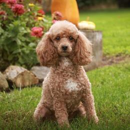 Harriet - Red  female Poodle puppy in Nappanee, Indiana from Perfect Match Poodles