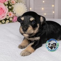Tucker - Black and silver male Miniature Schnauzer puppy in Magalia, California from NorCal Schnauzers