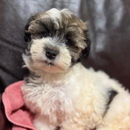 Toree - Black brindle female Havanese puppy in Lancaster, South Carolina from 3 Bs Havanese-PUPPIES with  PURPOSE
