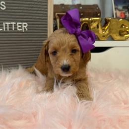 Anna purple - Red  female Goldendoodle puppy in Shingle Springs, California from Creamy Retrievers