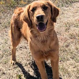 Maddi - Golden Retriever