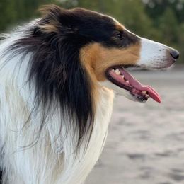 Collies from Teal Bluffs Rough Collies