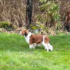 Nederlandse Kooikerhondje All Grown Up from West Side Kooikers