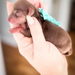 Noodles - Chocolate and cream female Dachshund puppy in Bremen, Georgia from Doodles & Doxies