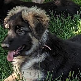 Pink - German Shepherd puppy in Randallstown, Maryland from Aljan v. Pashen Kennels