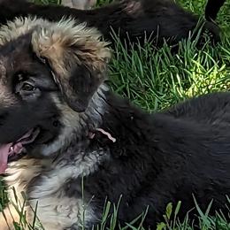 Pink - German Shepherd puppy in Randallstown, Maryland from Aljan v. Pashen Kennels