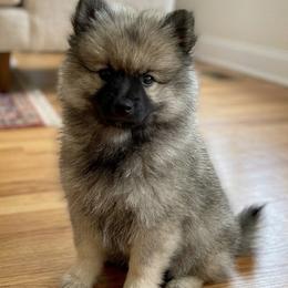 Pluto - Black and silver male Keeshond puppy in Morrison, Colorado from Mary Schooner