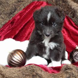Australian Shepherd Puppies from AussieLand Shepherds