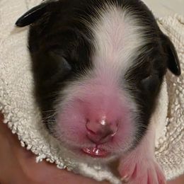 One - Black tri-color female Australian Shepherd puppy in Albany, Oregon from Red Cloud Australian Shepherds and DeGray Great Danes & Bulldogs