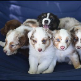 Australian Shepherd Puppies from Carolina Aussies