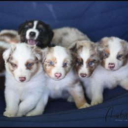 Australian Shepherd Puppies from Carolina Aussies
