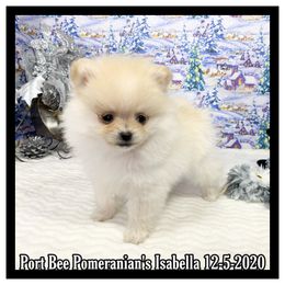 Pomeranian Puppies from Port Bee Pomeranian’s