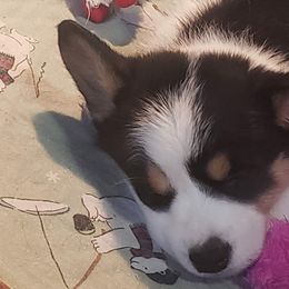 Shiroashi - Black and white Cardigan Welsh Corgi puppy in Utah from Wasatch Valley Cardigans