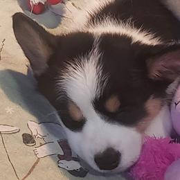 Shiroashi - Black and white Cardigan Welsh Corgi puppy in Utah from Wasatch Valley Cardigans