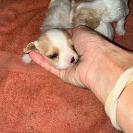 Cooper - Apricot and white male Cavachon puppy in Kerrville, Texas from Blount pups