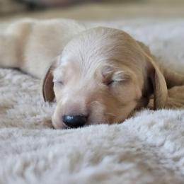 Orange collar - Cream male Dachshund puppy in Pasco, Washington from Loyal Lil Dachshunds