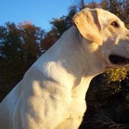 Labrador Retriever Puppies from Torg's Labs