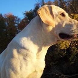 Labrador Retriever Puppies from Torg's Labs