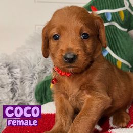 Coco - Red female Labradoodle puppy in Beecher, Illinois from Erica’s Doodles