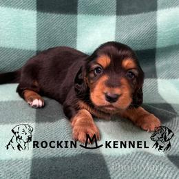 Black - Black and tan male Dachshund puppy in George West, Texas from Rockin M Kennel