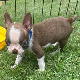 M. Red Boy (blue collar) - Red male Boston Terrier puppy in Mc Donough, Georgia from Ballard Boston Terriers