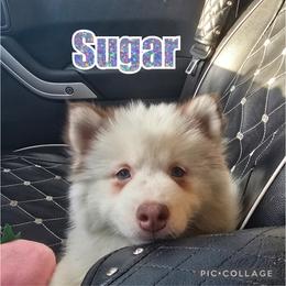 Pomsky and Siberian Husky Puppies from Whitmore Wolfpack LLC