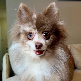 Unspayed Female - Chocolate and tan female Pomeranian puppy in Hampton, Virginia from Hearts Of Love