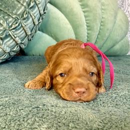 Birdie - Caramel red female Australian Labradoodle puppy in Citrus Heights, California from Elite Blend Labradoodles