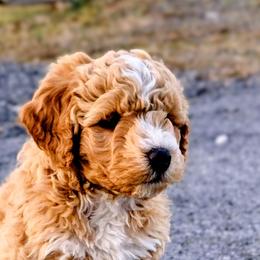 Assorted Doodle Crosses from Southern Star Goldendoodles