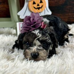 Mary - Brown white and tan female Cockapoo puppy in Lancaster, Missouri from Cavapoo Acres
